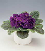 معرفی گیاه - بنفشه آفریقایی African violet